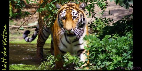 Welt der Katzen - Tiger